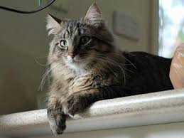 We did not find results for: How To Keep Cats Off Counters