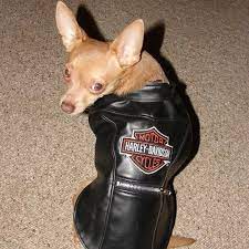 Dog Clothing For Harley Davidson Lovers Harley Davidson Dog Biker Dog Dog Clothes