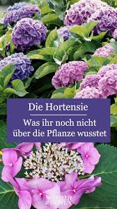 Hortensien Pflanzen Pflegen Vermehren In 2020 Pflanzen Blumen Fur Garten Hortensien Garten