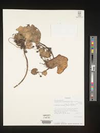 Image result for Nymphoides brevipedicellata