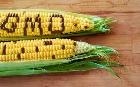 What is gmo stand for. What Is Non Gmo What Are Genetically Modified Foods The Organic Non Gmo Report