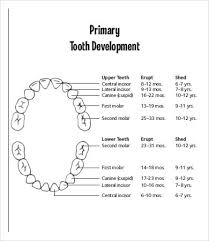 baby teething chart 7 free pdf documents download free