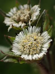 Image result for Eclipta prostrata