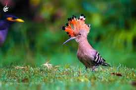 Animal Wildlife Wildlifephotography Cute Love Pet Safari Different Love Peace Animallover Animals Wildlife Photography Animal Lover