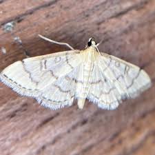 Image result for Blepharis dunensis