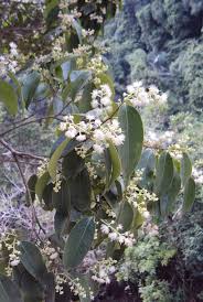 Image result for Scolopia