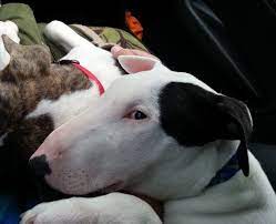 Cute Pets Now Bull Terrier Best Dog Breeds English Bull Terriers