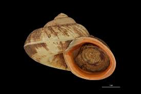 Image result for Cyclosorus molundensis