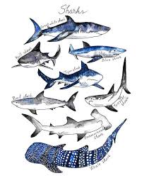 Set Of 2 Prints Watercolor Whale Print Shark Print Whale Etsy Shark Art Whale Art Watercolor Whale