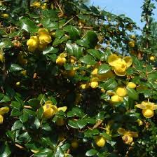 Image result for Berberis verruculosa