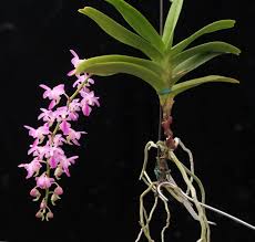Image result for Cyrtorchis crassifolia
