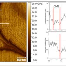 It is mainly composed of pectic compounds. Pdf The Middle Lamella Of Plant Fibers Used As Composite Reinforcement Investigation By Atomic Force Microscopy