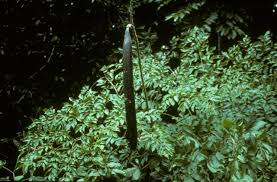Image result for Oroxylum indicum