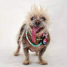 Topped with pepper jack cheese, lettuce, tomato, tortilla chips and ugly dog guacamole. Josie Cutest World S Ugly Dog Home Facebook