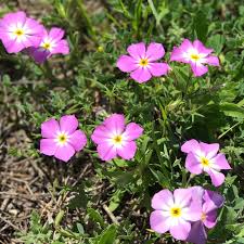 With the flowers coming into full bloom in the texas hill country, there are some beautiful colors about to unfold before your very eyes. Texas Hill Country Wildflower Identification Guide