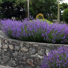 Great savings & free delivery / collection on many items. Lavender Hidcote Hedge Spacing Idioticfashion