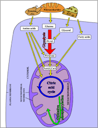 metabolism new world encyclopedia