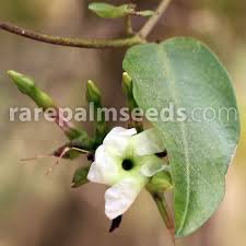 Image result for Mimulopsis solmsii