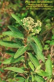 Image result for Pluchea