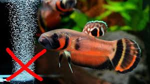 5 Jenis Ikan Hias Tanpa Oksigen Aerator Ikan Hias Youtube