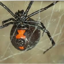 Black widows are one of the most poisonous spiders in north. Pdf The Black Widow Spider Bite Differential Diagnosis Clinical Manifestations And Treatment Options