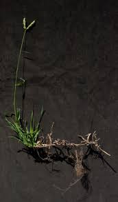 Image result for Dactyloctenium geminatum