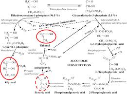 Pyruvic Acid - An Overview | Sciencedirect Topics