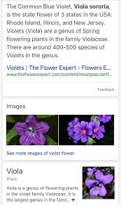 Common blue violet is the state flower of new jersey, illinois, rhode. Roses Are Red That Much Is True But Violets Are Purple Not Fucking Blue Boottoobig