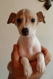 The smallest of the sighthound breeds, the italian greyhound probably originated in greece and the coat comes in shades of black, fawn, cream and blue. Italian Greyhound Puppy Fawn 7weeks Old Dobby Greyhound Puppy Italian Greyhound Puppies Whippet Puppies
