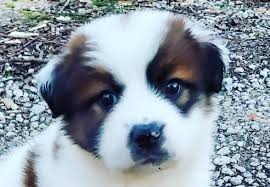 German shepherds originated in germany. 18 Great Pyrenees Mix Breeds The Popular And Adorable Hybrid Dogs Petpress