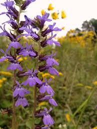 Image result for Lobelia trullifolia