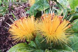 Image result for Striga chrysantha