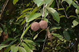 Image result for Achariaceae