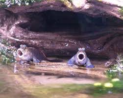 Pin On Mudskipper Care