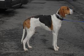 Macchie focate di preferenza vivaci o anche color rame. French Tricolour Hound Brit