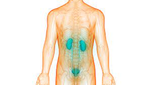 Spinal Disorders May Cause Neurogenic Bladder Disorder Or Dysfunction