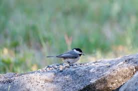 Birds Of Texas Hill Country Pictures Carolina Chickadee Lost Maples Natural Area In Texas Birds Birding Texas Hill Country Trip Hill Country