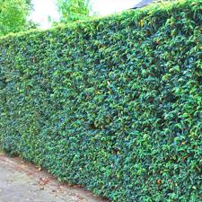 Welche Lorbeerhecke Passt Zu Meinem Garten Kirschlorbeer Hecke Lorbeer Hecke Hecke