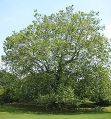 The american sycamore at a glance. Platanus Occidentalis Jersey Friendly Yards