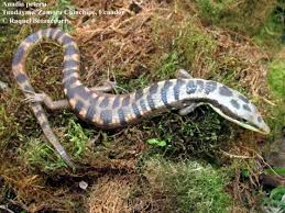 Anadia fc () günel kadro ve piyasa değerleri transferler söylentiler oyuncu istatistikleri fikstür haberler. Anadia Petersi The Reptile Database