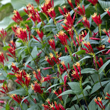 Image result for Spigelia