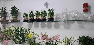 We extract the trade partners from black tulip flowers pvt ltd.'s 75 transctions.you can screen companies by transactions, trade date, and trading area. Tulip Flower In Bangalore