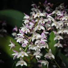 Dendrobium Kingianum X Speciosum Sp Dendrobium Speciosum Cattleya Orchid Dendrobium Orchids