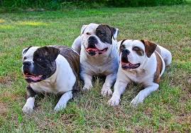 They are now used on animal farms, dog sports, and for showing. 5 Different Types Of American Bulldogs With Pictures