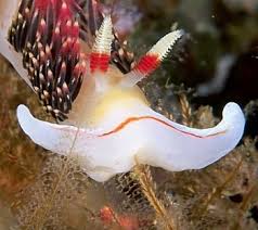 Image result for Gomphia lunzuensis