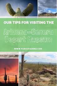 Guests will experience a quintessential sonoran desert experience which includes: Visiting The Arizona Sonora Desert Museum In Tucson Park Chasers