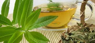 Lemon verbena leaves are used for cooking and perfume making. Lemon Verbena Tasty Herb Tea 5 Health Benefits Dr Axe