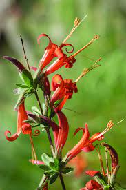 All sizes are available to design a hummingbird garden. 14 Plants To Bring Hummingbirds To Your Yard Home Garden Tucson Com