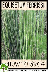 Taraxacum (/ t ə ˈ r æ k s ə k ʊ m /) is a large genus of flowering plants in the family asteraceae, which consists of species commonly known as dandelions.the scientific and hobby study of the genus is known as taraxacology. Equisetum Ferrissii How To Grow Care