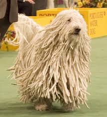 Image result for Komondor